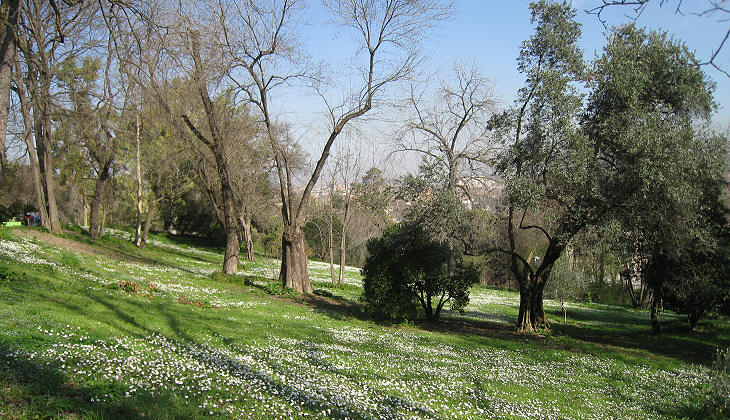 March 2, 2010, a carpet of daisies announces the end of winter