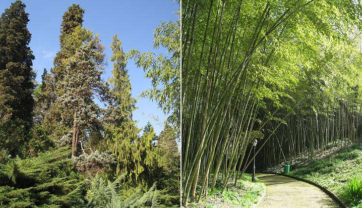 (left) Conifer wood; (right) bamboo wood